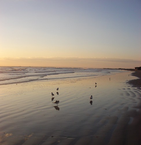 ocean sunrise padreisland sandpipers