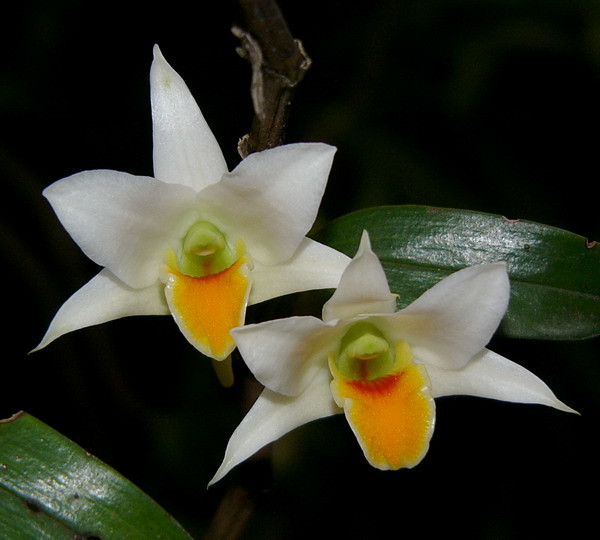 Dendrobium ovipostoriverum