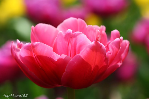 ~Tulip In Colorful Bokeh~ by Adettara Photography