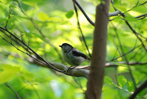 Long-tailed Tit | kuribo | Flickr