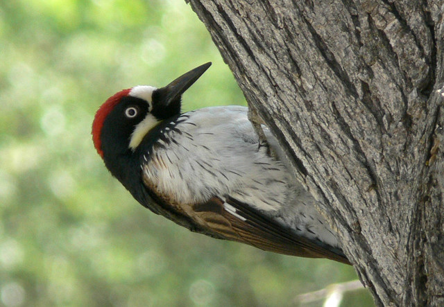 Acorn Woodpecker - Male