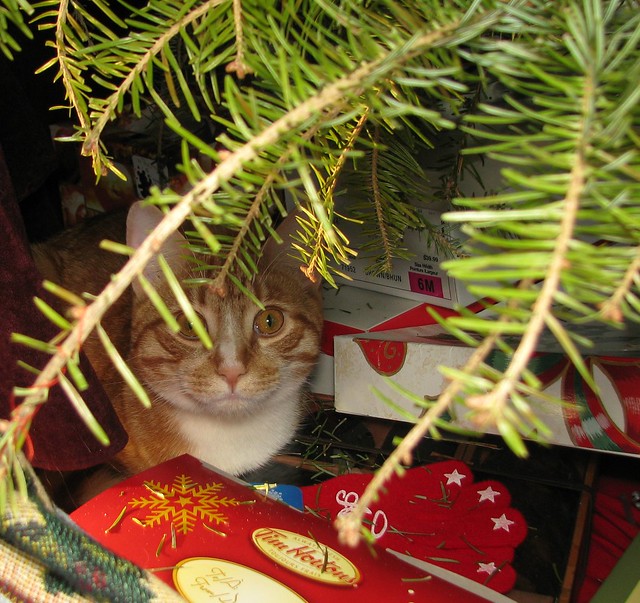Hiding under the Christmas tree