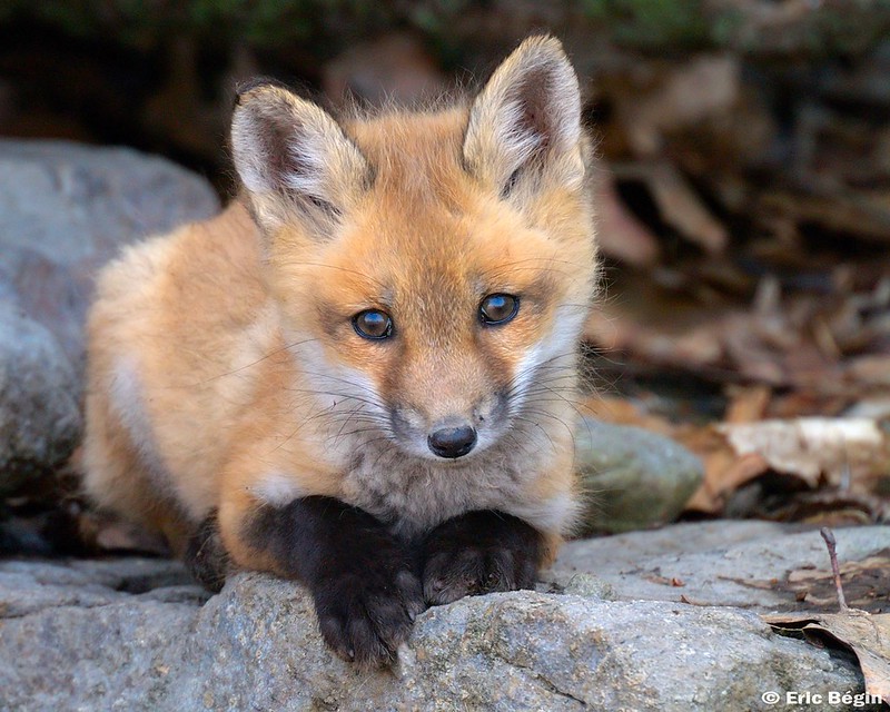 cute baby red foxes