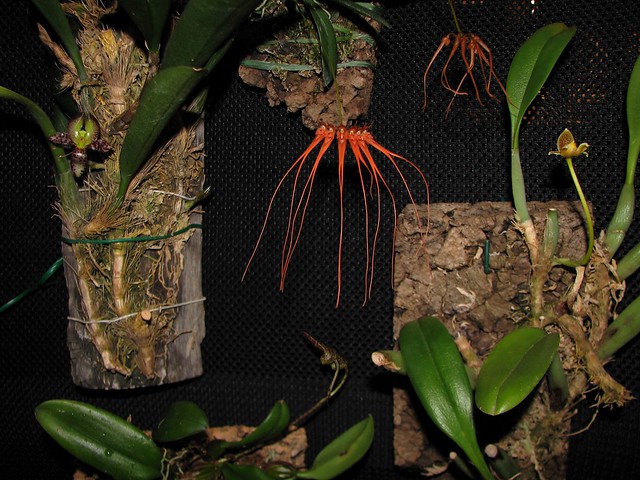 Bulbophyllum display