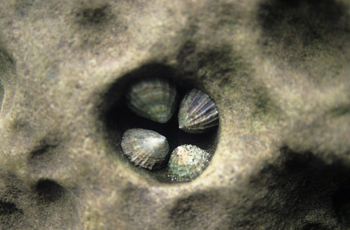 Limpets' refuge | by D.Y