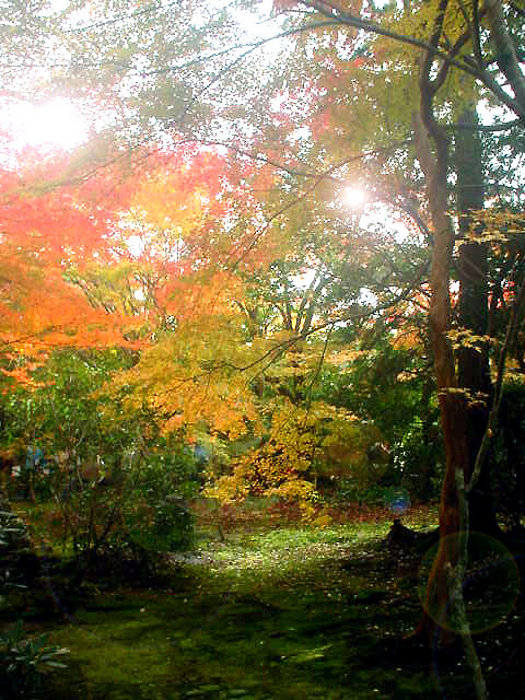 Autumn colors in Kyoto