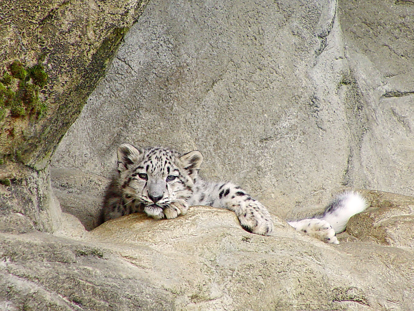 Cub of the zoo of Zurich