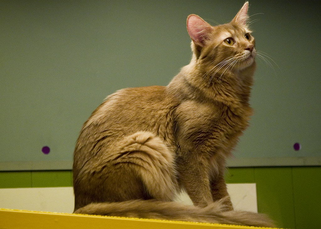 cats available for adoption in ottawa and norwegian forest cat huge norwegian forest cat size
