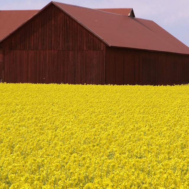 Kjula rapeseed with farmhouse in red