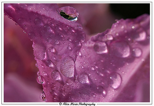 Pink Drops by alicemariedesign