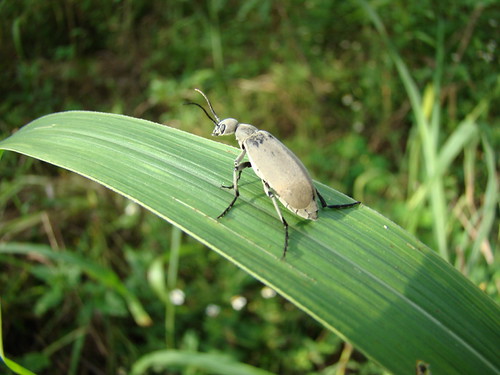Frylesillo Insect Frailesillo | Este insecto tiene una defensa, orina un liqui… | Flickr