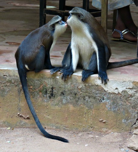 africa benin lindadevolder 2017 travel geotagged canonpowershotsx40 cotonou portonovo ribbet cercopithecusmona monkey primates