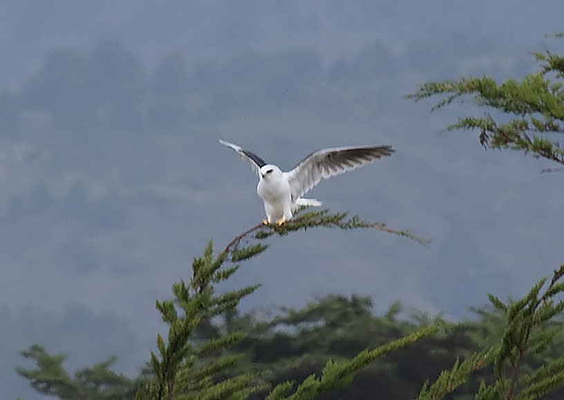 white-tailed-kite4