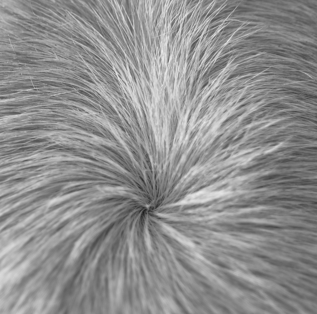 Swirl | found on the forehead of a horse. Nov. 2007 | Susanne | Flickr