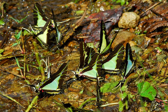 Puddling Swallowtail Butterflies (Eurytides thyastes)