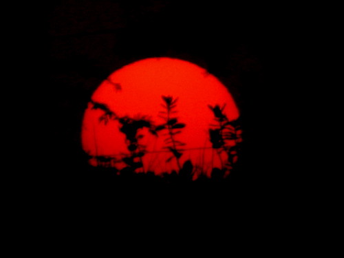 sunset sun india nature silhouette sunrise hyderabad adarsh pca hpc telugu hyderabadphotographyclub padegal adarshpadegal apadegal hydeprabadphotographyclub