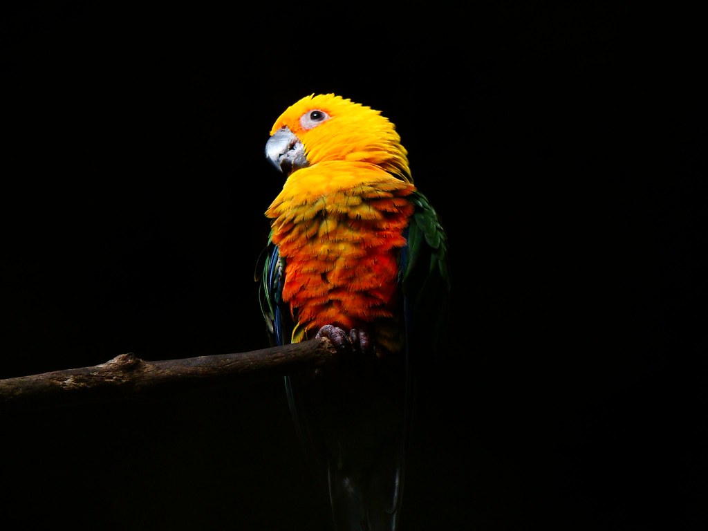 Jandaia
