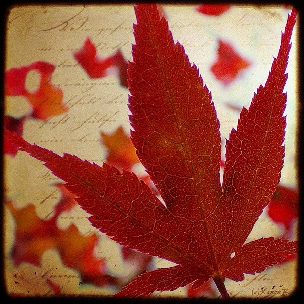autumn poesy by xenonb.