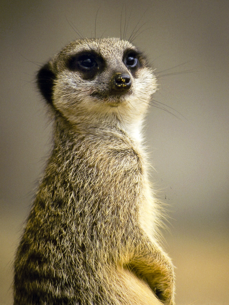 Cute Pose or just a Meerkat?