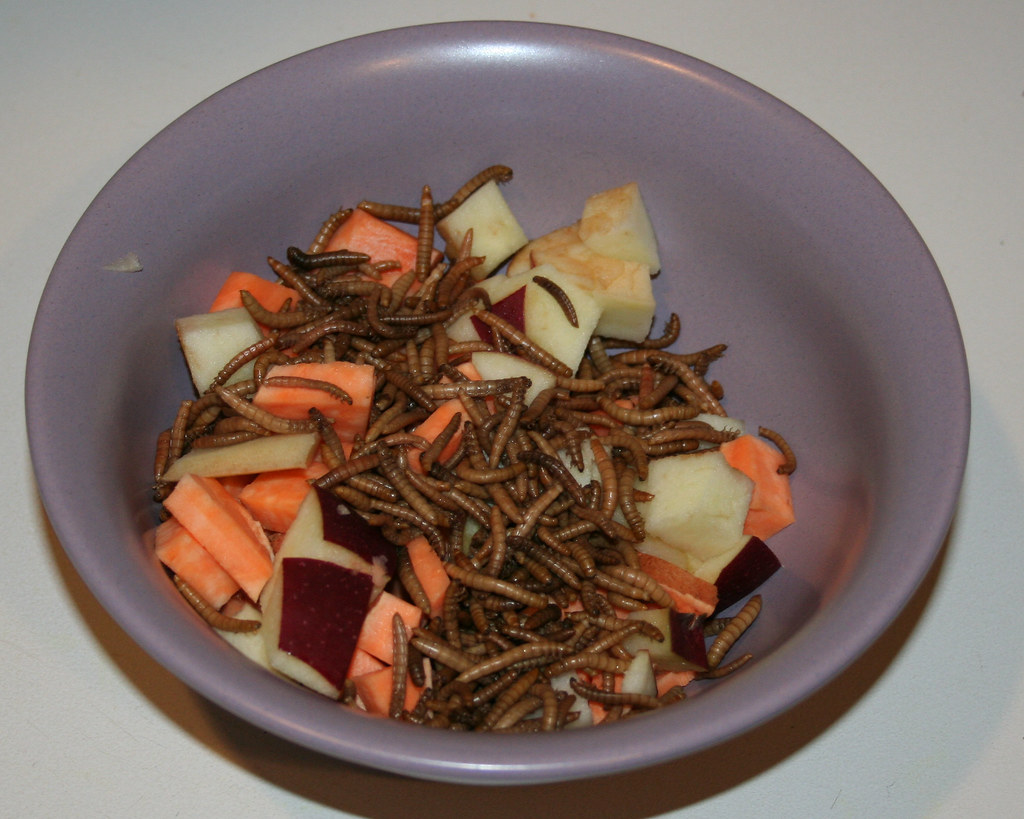 Food This is food for my sugargliders. Fruits, Veggies an… Flickr