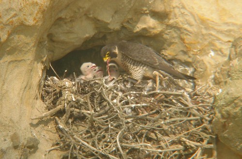 sensitive site 4- feeding 4 cropped chicks! | by elvishtalk