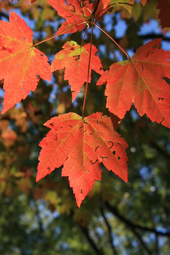 Maple leaves | by MCompeau