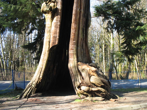 Hollow tree at Stanley Park