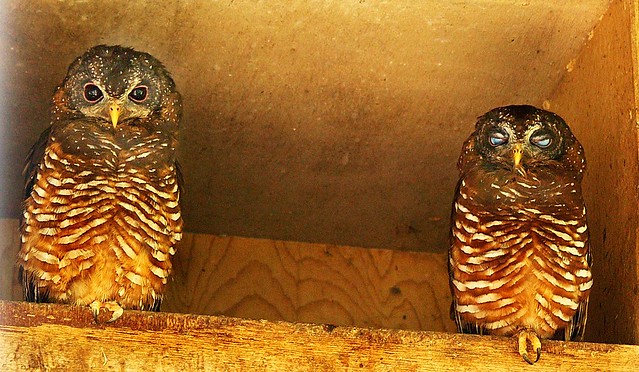 Owls Who thought they were Hiding