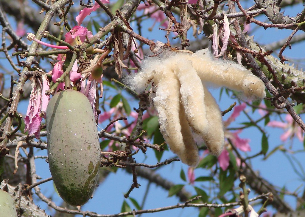 halvt bille tit Silk floss tree fruit, before and after opening | This is th… | Flickr
