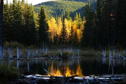 Fall Colors in Alberta | Brad Smith | Flickr