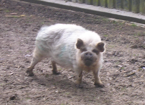 Scruffy pig Nearest thing to a donkey we saw at Lockwood Donkey Sanctuary, (which wasn't open). Is the group looking for a mascot? Witney to Haslemere