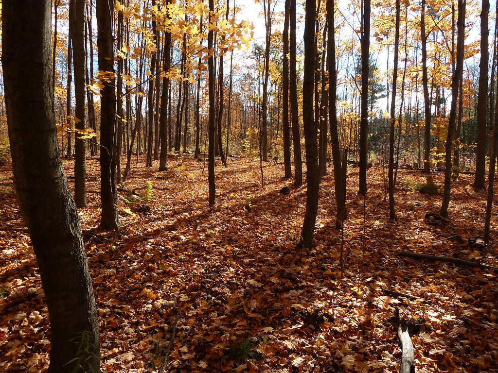 Unsanctioned Trail