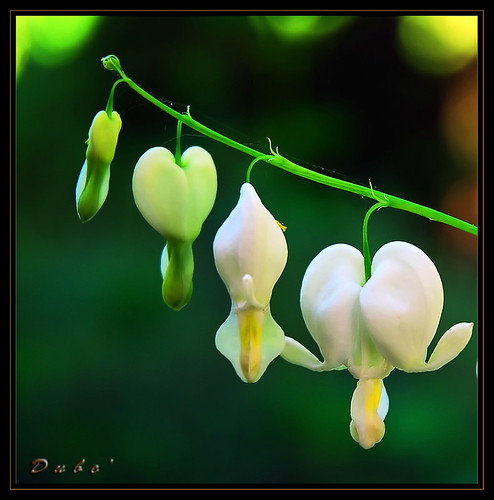 Flowers white 07 by dave dube'