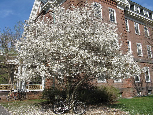 Gillett Blooming Tree & Bicycle