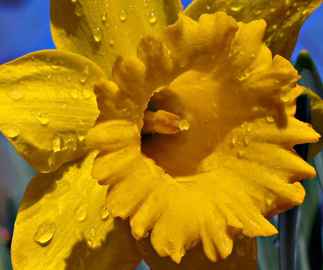 Daffodil by Rain