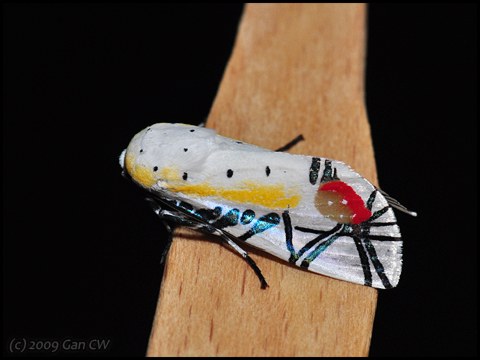 Baorisa hieroglyphica - Colourful moth