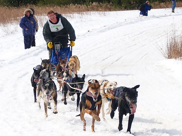 Laconia Dog Sled Races 3