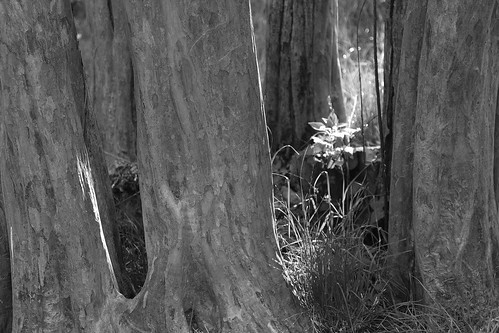 trees light white black tree alberi sunrise canon erba albero eos300d luce corteccia raggio scremin81