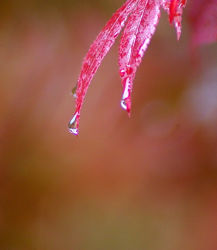 Japanese Maple by Flutterbye_856