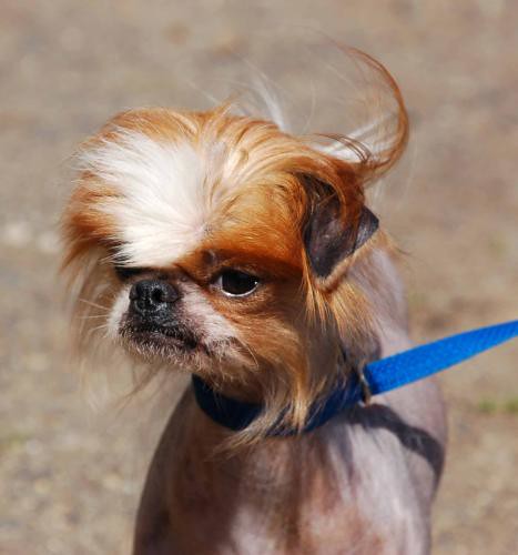Japanese Chin / Chinese Crested Mix