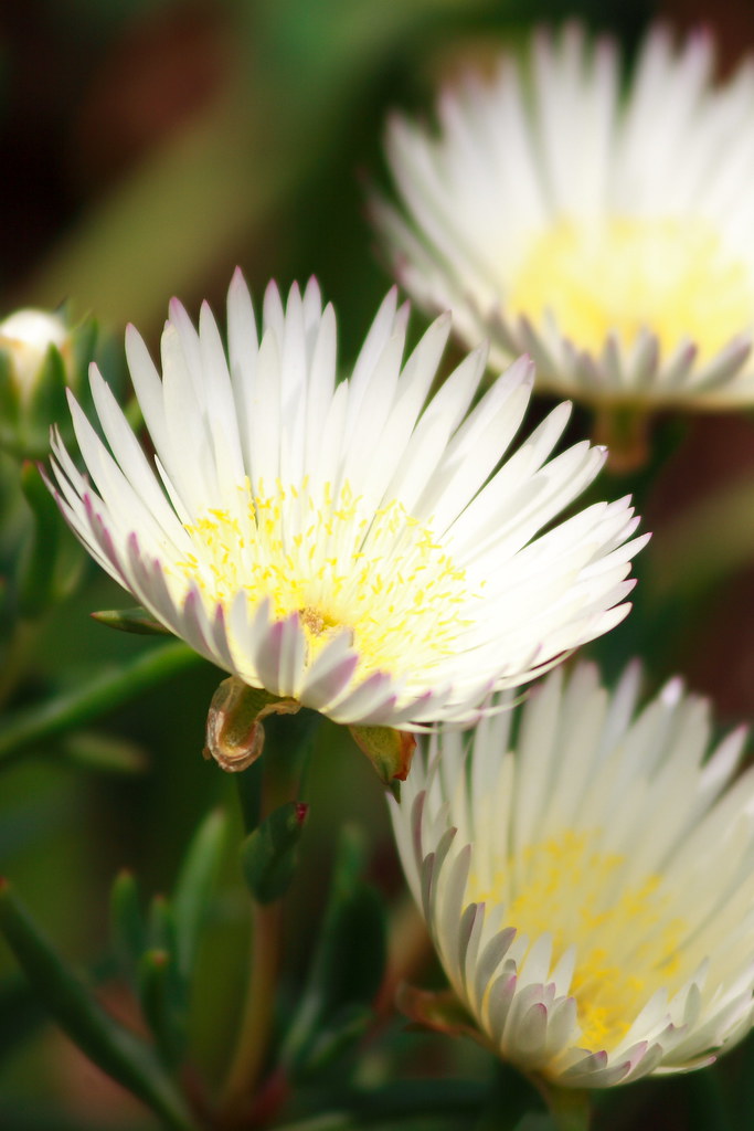 white petal