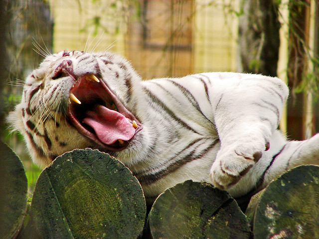 Yawning white tiger