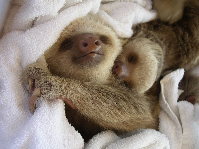 Sloth babies