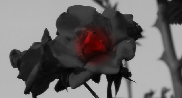 the glowing heart of the rose