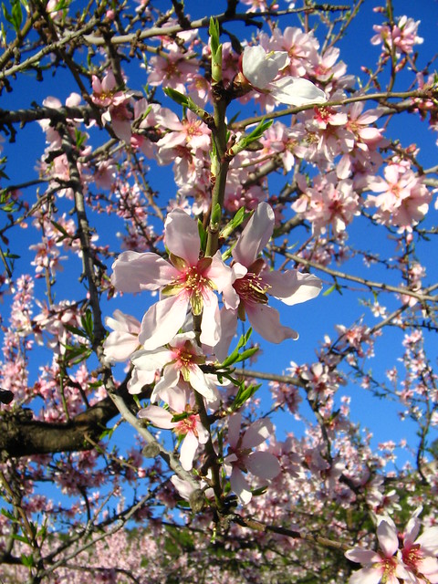 Sweet almond blossoms