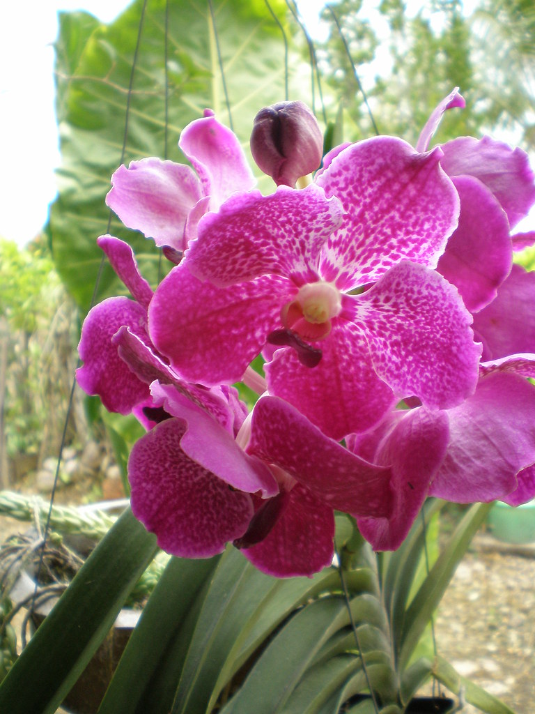 Bunga Orkid Ungu A Photo On Flickriver