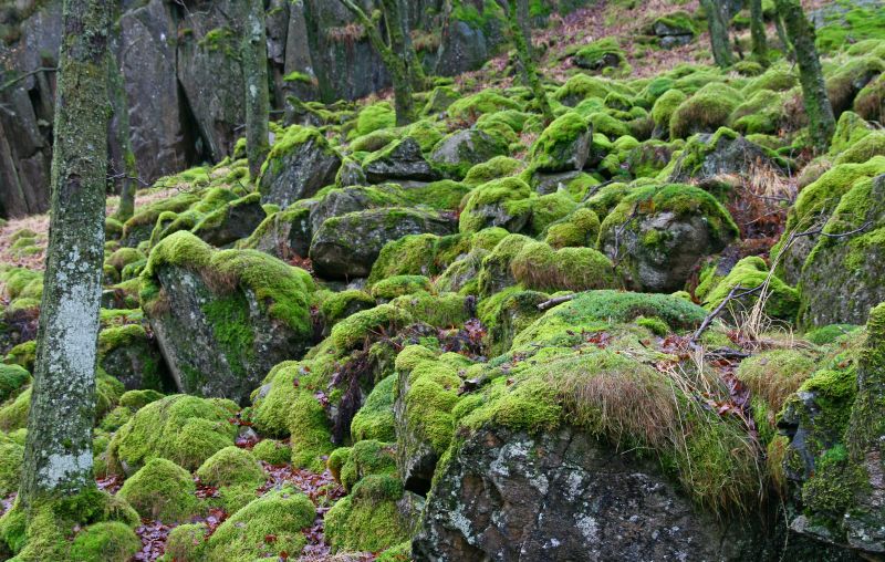 Moss Rocks