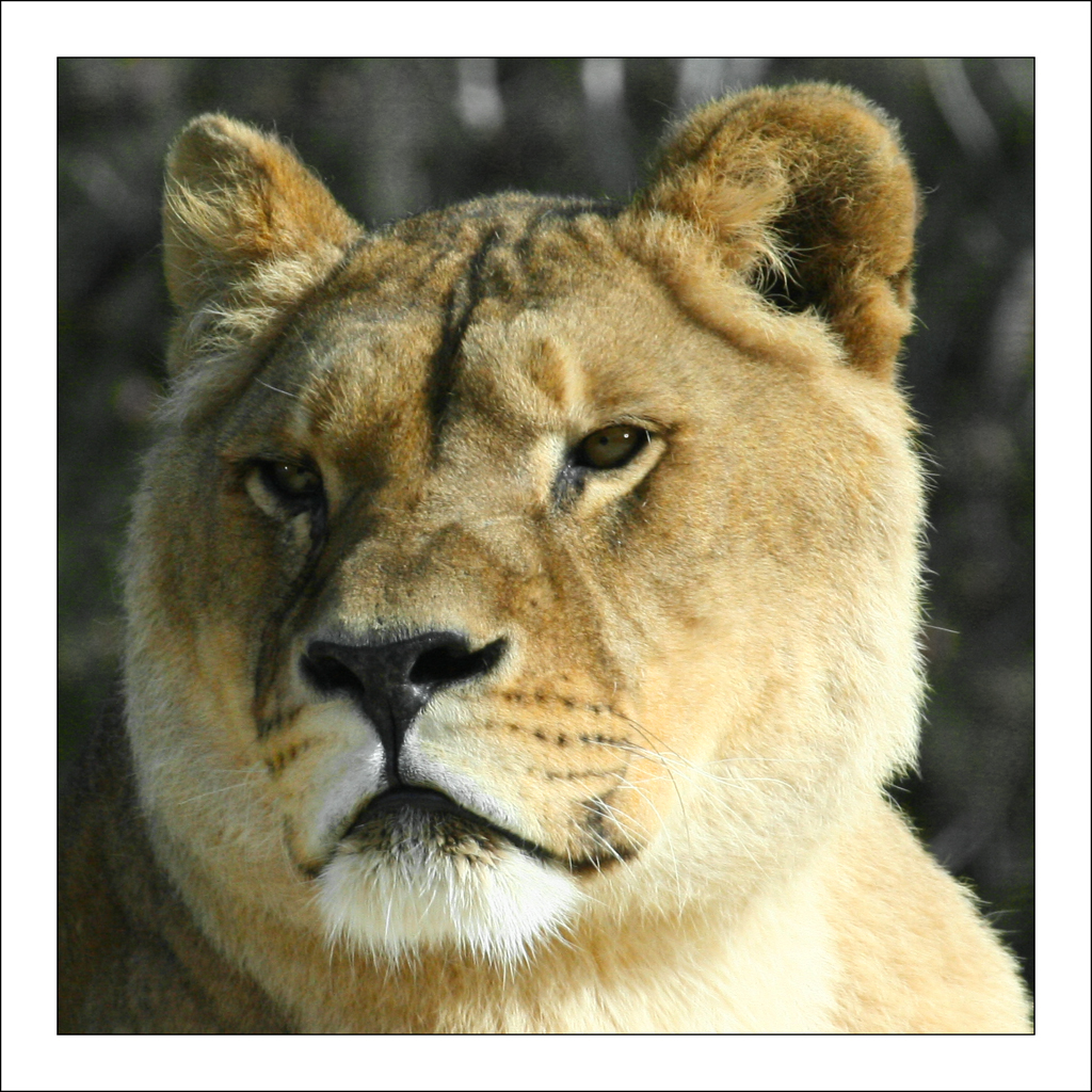 Lleona (Panthera leo) by Miquel Bohigas