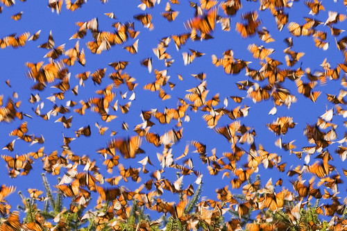Monarchs in motion