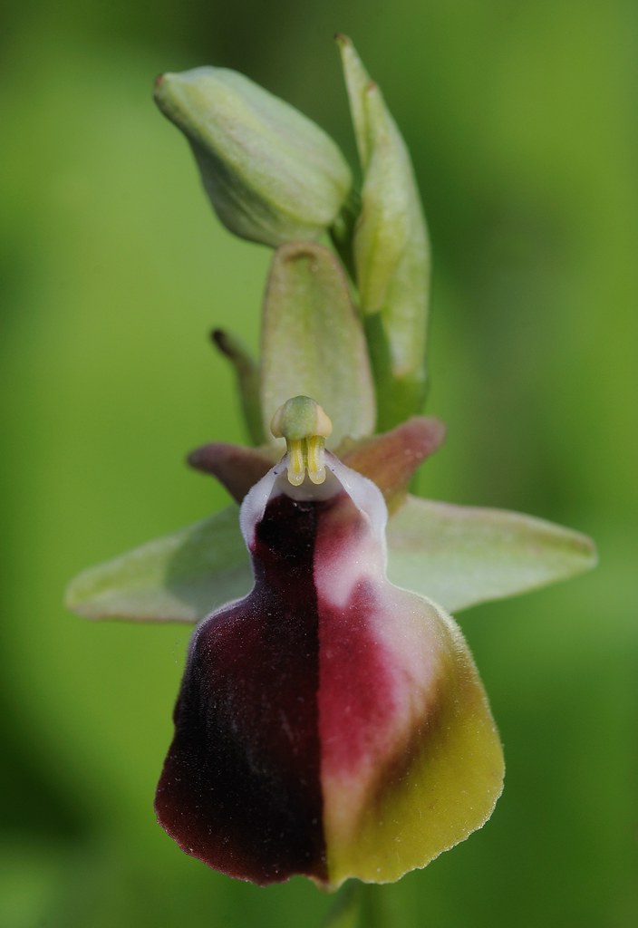 Helena-Ragwurz, Ophrys helenae, Farbchimäre